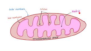 The Mighty Mitochondria  TCA cycle ETC Biology Anatomy Physiology Histology [upl. by Kciredor763]