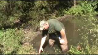 Beaver trapping with a foothold [upl. by Eyeleen]