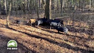 Wild Pigs Running Rampant [upl. by Wojcik]