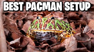 How to Setup a Pacman Frog Tank [upl. by Elvera]