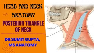 POSTERIOR TRIANGLE OF NECK  Part1  boundaries [upl. by Jacinthe]