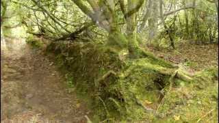 Knockomagh Wood Skibbereen County Cork Ireland [upl. by Annavaj]