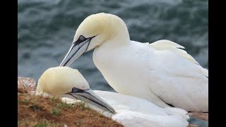 A little getaway short trip to Helgoland Island [upl. by Modnar]