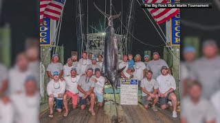 Fishing crew loses out on millions despite catching 619pound blue marlin [upl. by Daukas894]