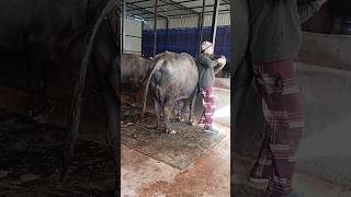 Bazzad Dairy Farm shorts trending youtubeshorts farming animals [upl. by Yezdnil]