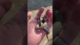 Slither and Sing The Snake Song for Kids animalsongs childrenssongs [upl. by Mansfield]