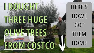 Huge Olive Tree Transportation  how to move huge plants [upl. by Konstance]