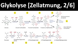 Glykolyse  erster Schritt des Glucoseabbaus  Zellatmung 26  Biologie Oberstufe [upl. by Nissie]