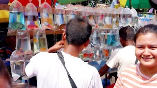 21072024 galiff street  fish market  galiff street fish market kolkata  cheapest fish market [upl. by Ettedanreb]