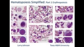 Hematopoiesis Simplified  Part 1 Erythropoiesis [upl. by Bobbe]