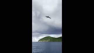 Seabird St Thomas [upl. by Scully403]