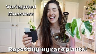 Repotting my RARE Variegated Monstera [upl. by Ahsirhcal]