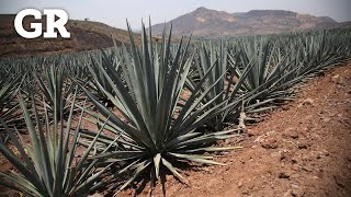 Agave ¿negocio o despojo [upl. by Cone274]