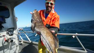 Experience Westport  Charter Fishing for Lingcod [upl. by Aihsinyt196]