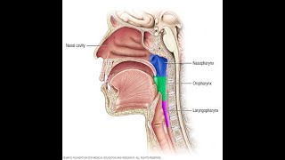 Vocal Resonance for Singers The Vocal Tract [upl. by Anolahs]