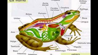 CLASIFICACIÓN DE ANIMALES VERTEBRADOS [upl. by Klute]