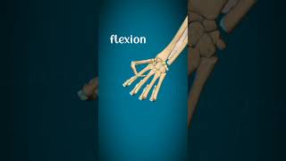 Metacarpophalangeal joint and interphalangeal joint movementsphysiorehabdrsamia [upl. by Lirpa]