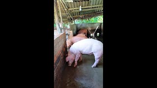 Keeping the Pigpen Clean My Moms Secret for Healthy Pigsyoutubeshort [upl. by Blackburn702]