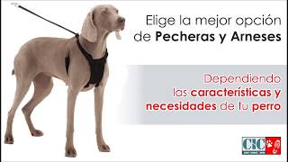 ¿Porque usar pecheras y arneses para perros [upl. by Grimbald]