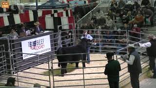 Ohio Beef Expo Maine Anjou Sale Columbus OH March 2024Mar16153745 [upl. by Angelina]