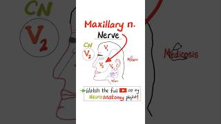 Maxillary nerve V2  Sensory  Cranial Nerve 5 Trigeminal nerve…anatomy nurse mbbs nclex [upl. by Gaylord923]