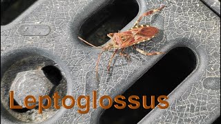 Western conifer seed bug Leptoglossus occidentalis [upl. by Ferneau884]