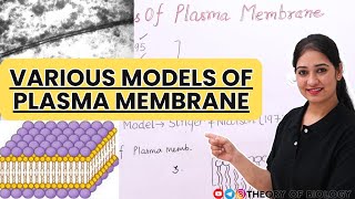 MODELS OF PLASMA MEMBRANE STRUCTURECELL BIOLOGY NEETCLASSXICBSEICSE BOARD [upl. by Mccowyn]