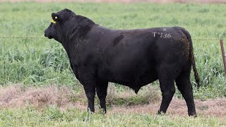 Lot 136 EVT22T436 Peakes Bowen 2024 [upl. by Shanie]