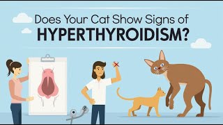 🐾Hyperthyroidism in Cats Symptoms Diagnosis and Treatment [upl. by Eivla]