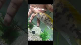 africancichlids Mbenji Mcat cichlidheaven [upl. by Gamali937]