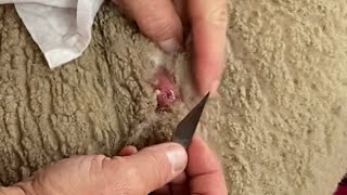 How to open an abscess on sheep howtodrainabscessonsheep [upl. by Dobbins]