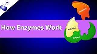 How Enzymes Work [upl. by Malone]