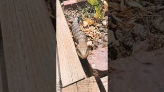 A vineyard friendly reptile here in the Barossa Follow us for updates [upl. by Canada73]