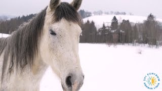 Ski Centrum  Kokava Línia 2018 [upl. by Rats864]