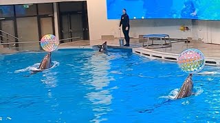 Dolphins show dolphin marineanimals show vlog vlogvideo delfinariumas klaipeda animals [upl. by Acired297]