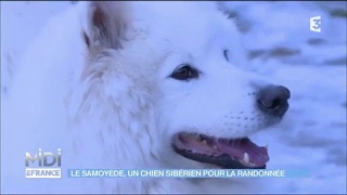 Le Samoyède un chien sibérien pour la randonée [upl. by Monto]