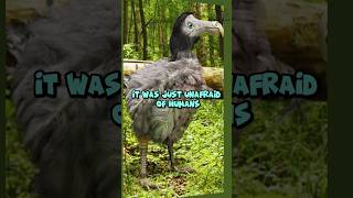 Were the dodo birds dumb shorts facts birds [upl. by Yngiram892]