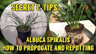 Albuca Spiralis Care amp Propagate AlbucaspiralisAlbuca guide [upl. by Nair]