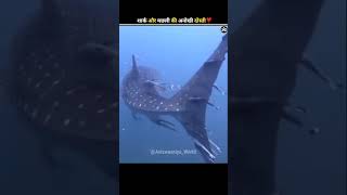 Shark इस मछली को क्यों नही खाता 🤔🦈 [upl. by Ailev17]