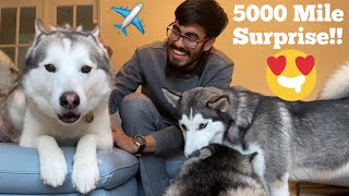 Fan Travels 5000 Miles From India To Meet The Huskies TRY NOT TO SMILE [upl. by Ayhtak]