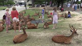 奈良公園 Nara Park in Japan [upl. by Flannery]