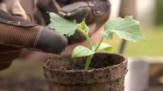 How to Grow From Seed  Mitre 10 Easy As Garden [upl. by Toscano]