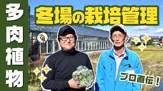 冬場の多肉植物の栽培管理やおすすめの品種についてプロの農家さんが紹介します！ [upl. by Consalve]