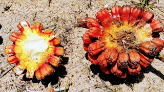 Eating Exploding Planet Fruit Pandanus tectorius Keys Seeds Buds and tasty Placenta [upl. by Ilysa]