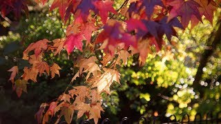 Autumn Bokeh  Meyer Trioplan  秋波 [upl. by Zenitram]