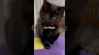 Cat Magic 桃栗三年柿八年 MomoKuriSanNen KakiHachiNen🙀P1 [upl. by Leila]