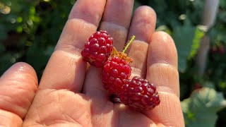 Tayberries are a delicious raspberry X blackberry hybrid [upl. by Kirk735]