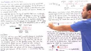 Gene Regulation and the Lac Operon [upl. by Hpesoy27]