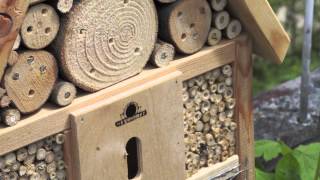 Bee hotel [upl. by Akenna]