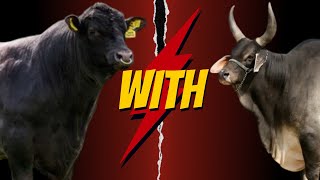 quotGuzerat x Black Aberdeen Angus Crossbreed Boost Your Cattle Profitability and Meat Qualityquot [upl. by Shank50]